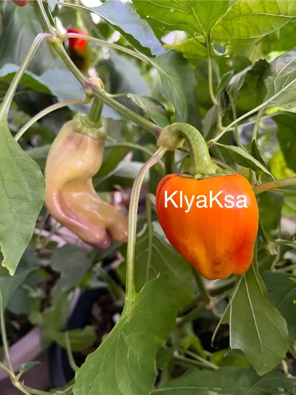 Chili / Paprika: Klyaksa