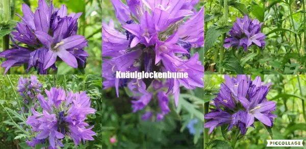 Blumen: Knäulglockenbume - Blau