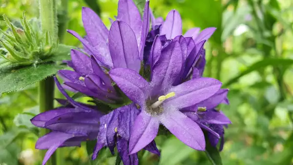 Blumen: Knäulglockenbume - Blau