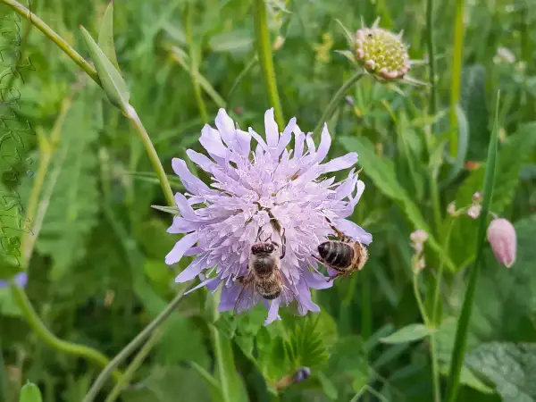 Stauden / Gehölz: Knautia arvensis ‣ ‣ Wiesenknautie ‣ Field scabious