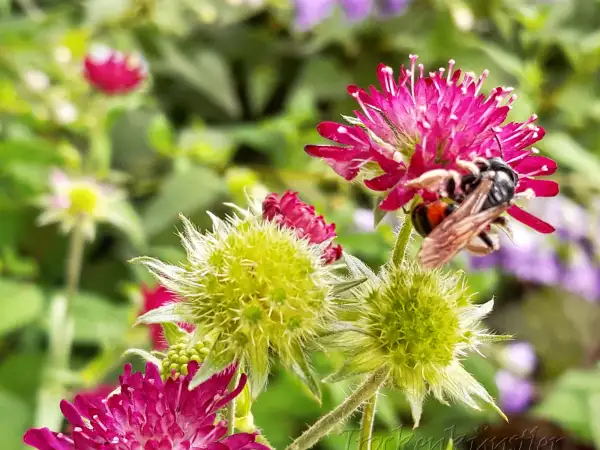 Stauden / Gehölz: Knautia macedonica ‣ ‣ ‣ Mazedon. Witwenblume ‣ Crimson Scabious
