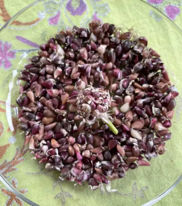 andere Gemüse: Knoblauch Ljubascha Brutzwiebeln