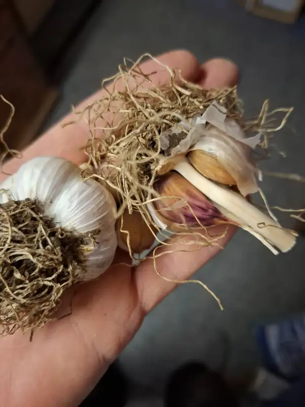 andere Gemüse: Knoblauch Osteuropäischer Winterknoblauch