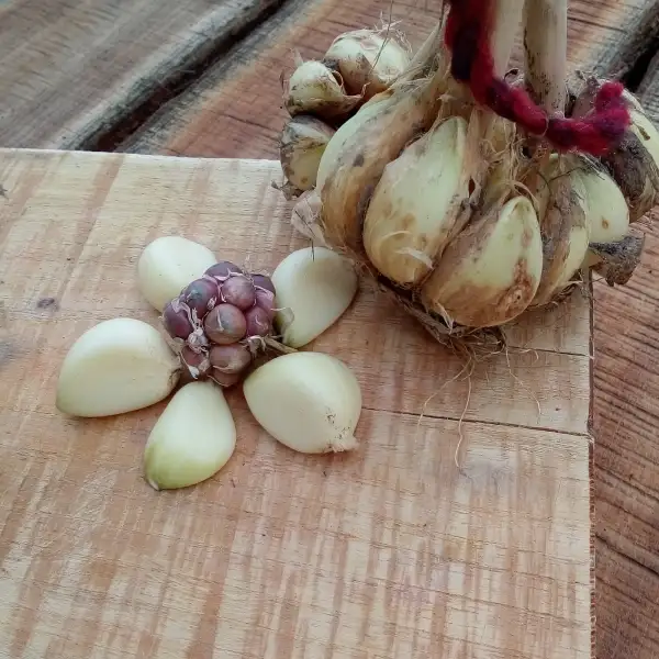 andere Gemüse: Knoblauch Rockebolle