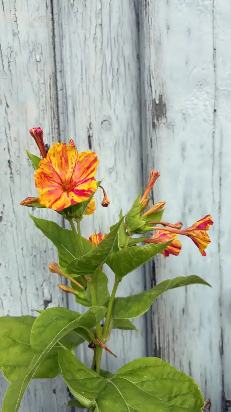 Blumen: Knollenbildende krautige Pflanze, die Knollen überdauern im Winter, während das Grün abstirbt.