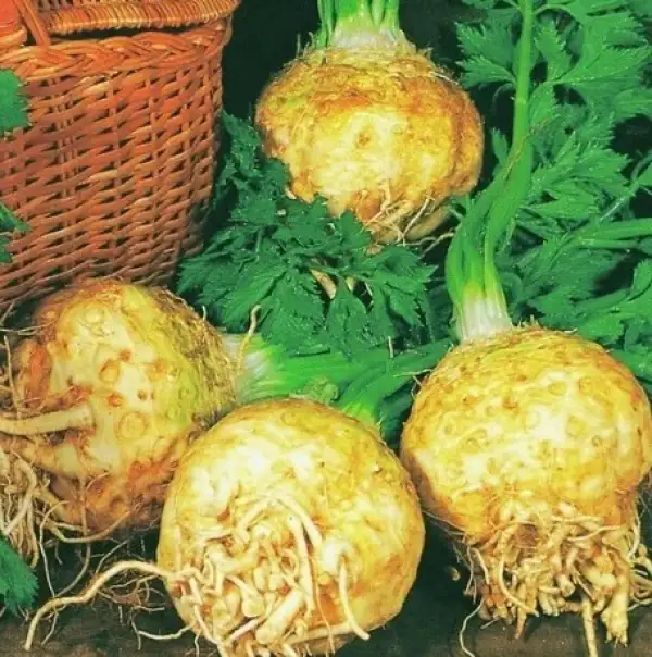 andere Gemüse: Knollensellerie "Wiener Riesen"