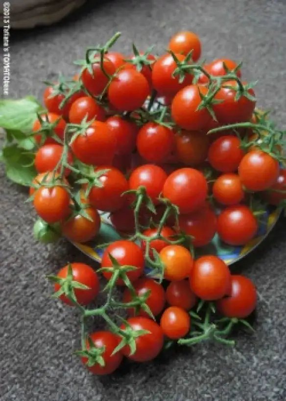 Tomaten: Knopka
