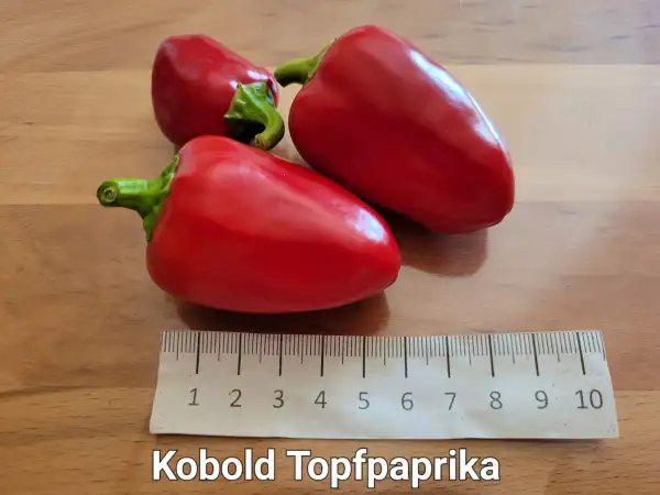 Chili / Paprika: Kobold Topfpaprika	Block	50cm	rot