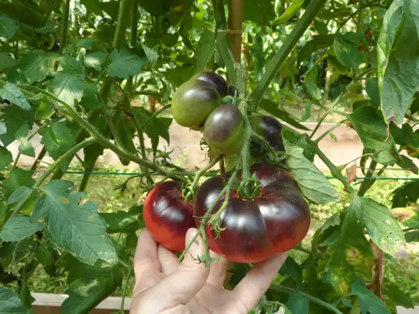 Tomaten: Koenigin der Nacht ( Kat# 2645 )