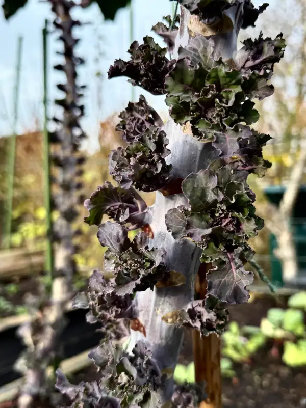 Kohl: Kohlröschen (Flowersprouts)