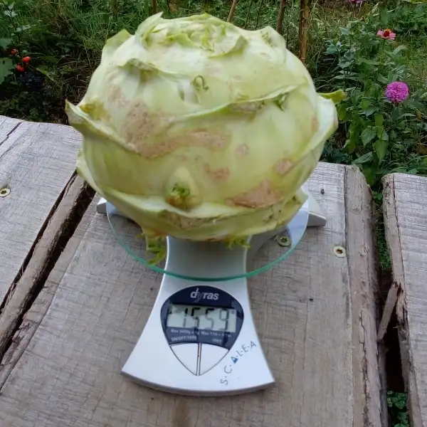 Kohl: Kohlrabi Superschmelz, sehr große und doch sehr zarte Knollen