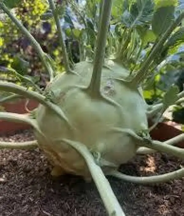 Kohl: KOHLRABI XXL