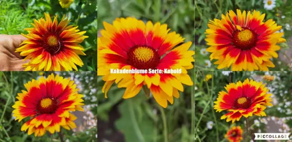 Blumen: Kokadenblume - Sorte. Kobold