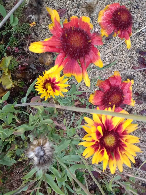 Stauden / Gehölz: Kokardenblume