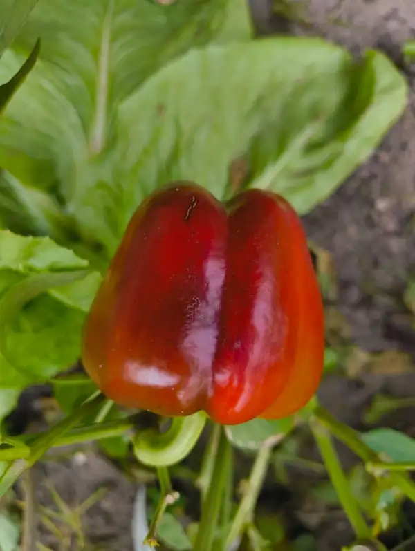 Chili / Paprika: Kolobok