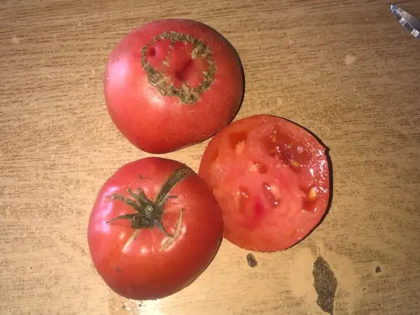 Tomaten: Komandir Polka