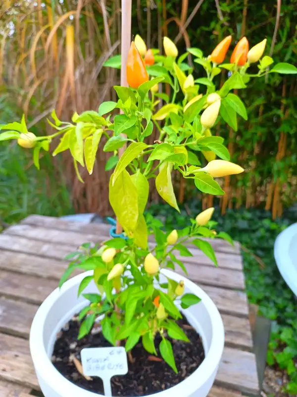 Chili / Paprika: Konik Bibereye