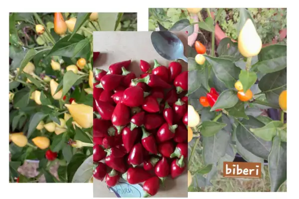Chili: Konik Biberiye