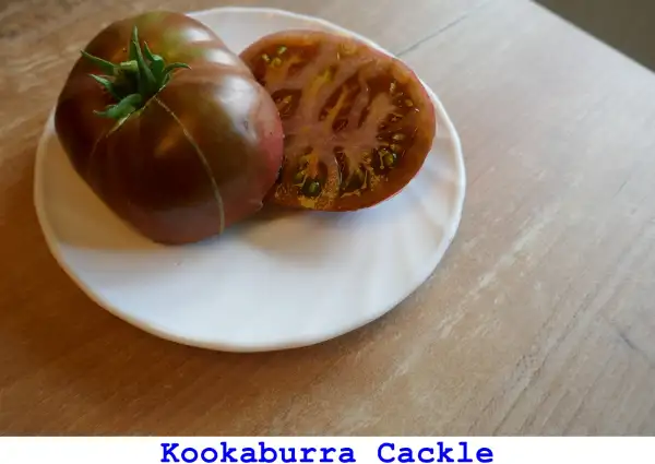 Tomaten: Kookaburra Cackle