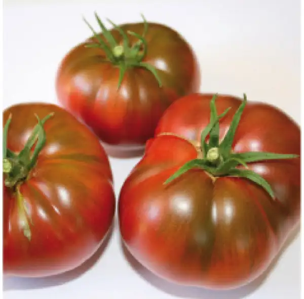 Tomaten: Kookaburra Cackle