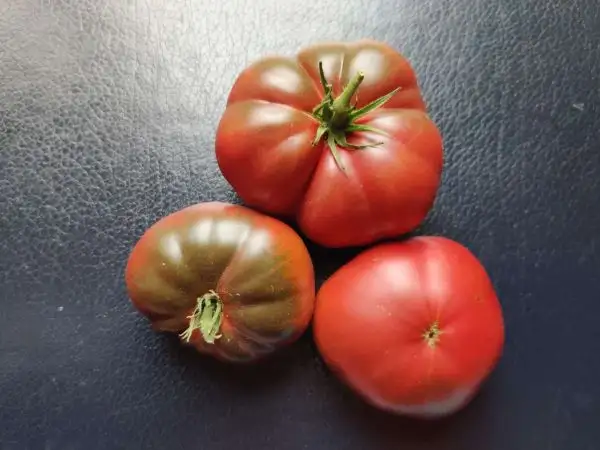 Tomaten: Kookaburra Cackle