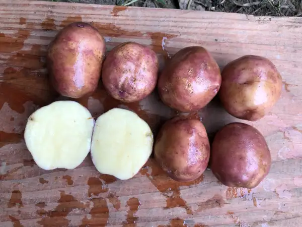 Kartoffeln: Koopman
