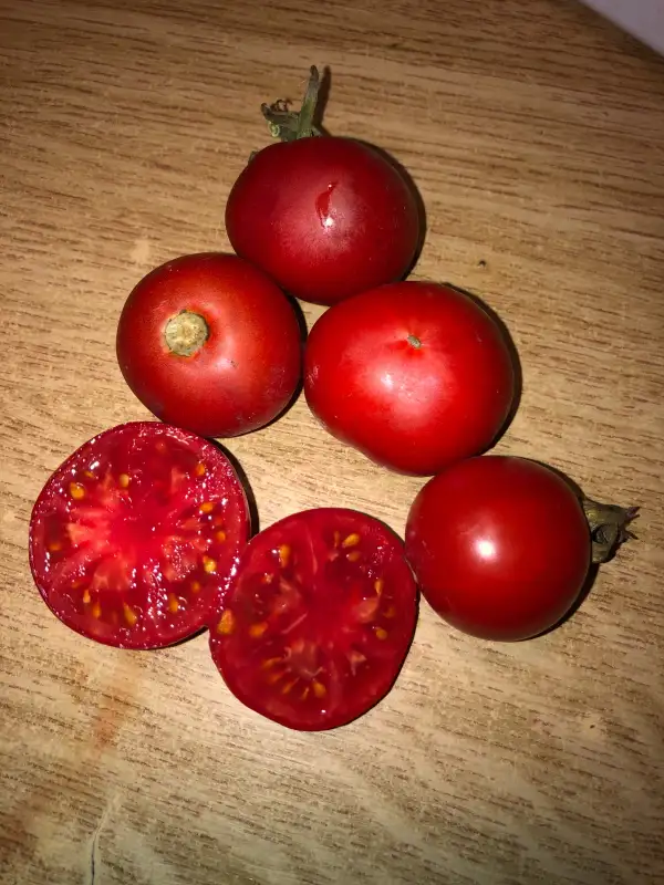 Tomaten: Kootenai