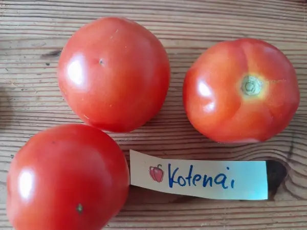 Tomaten: Kootenai