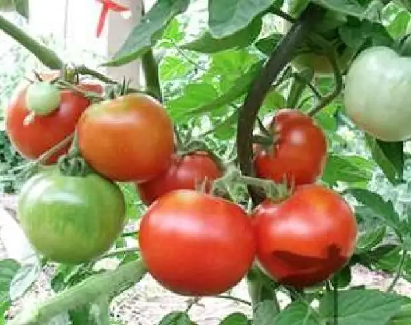 Tomaten: Kootenai