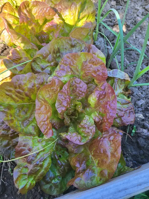 Salate: Kopfsalat ´Kagraner Sommer´