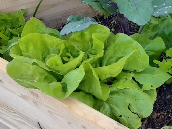 Salate: Kopfsalat "Maikönig"