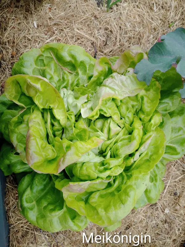 Salate: Kopfsalat Meikönigin