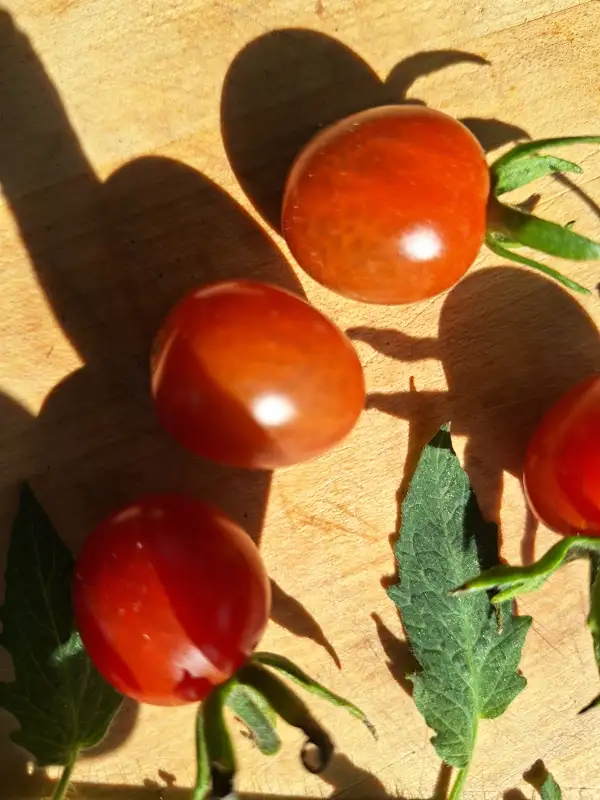 Tomaten: Koralik