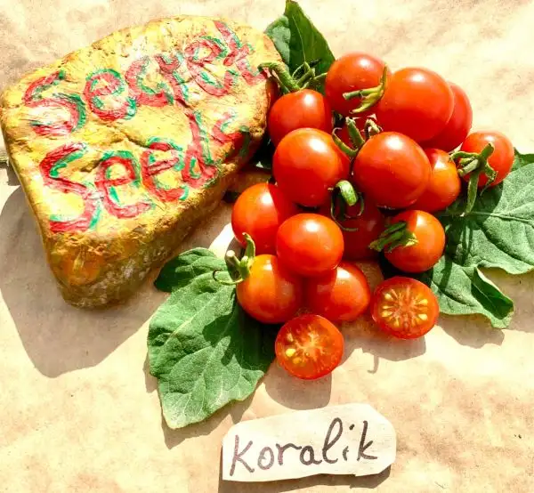 Tomaten: Koralik