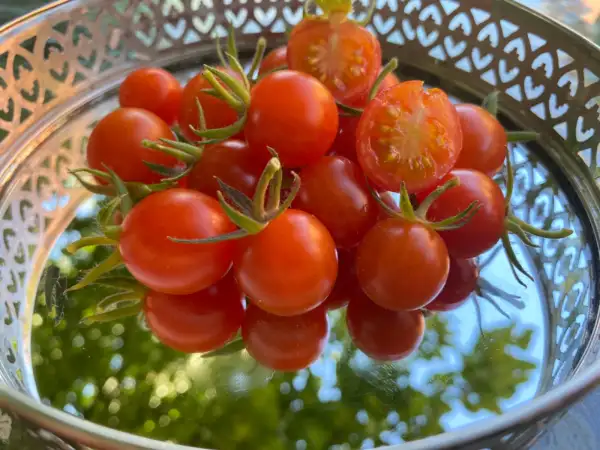 Tomaten: Koralik Dwarf