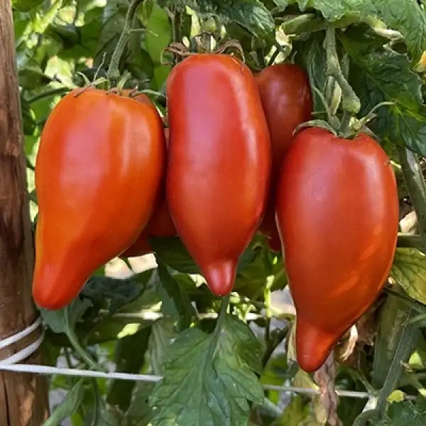 Tomaten: Korean Long