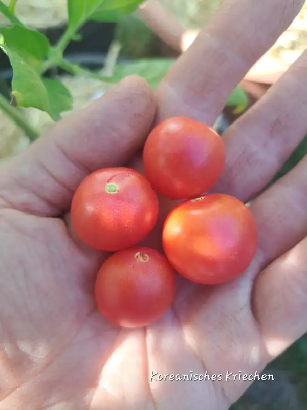 Tomaten: Koreanisches Kriechen 2025