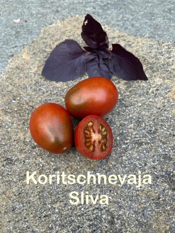 Tomaten: Koritschnevaja Sliva