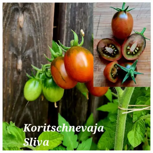 Tomaten: Koritschnevaja Sliva