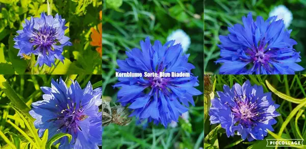Blumen: Kornblume - Sorte: Blue Diadem