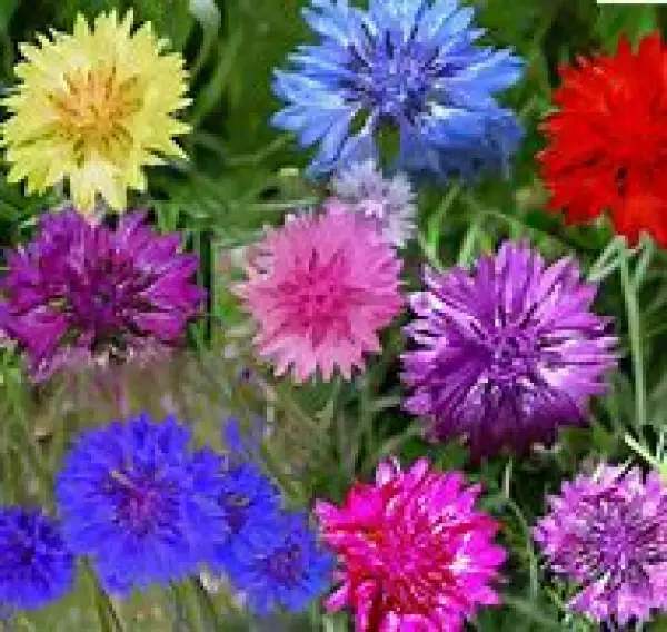 Blumen: Kornblume