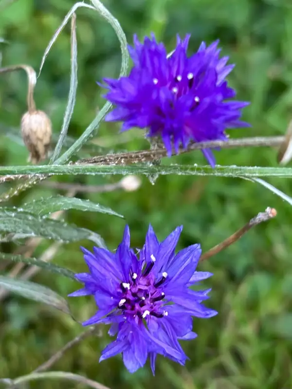 Blumen: Kornblume