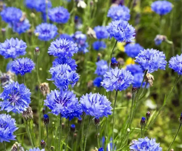 Stauden / Gehölz: Kornblume "Blue Diadem"