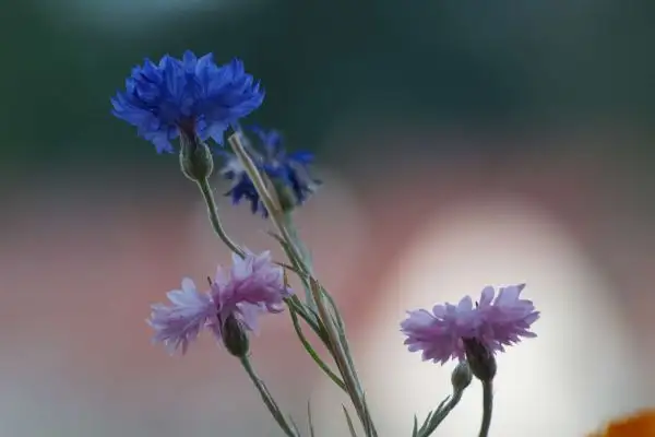 Blumen: Kornblume (Centaurea cyanus)