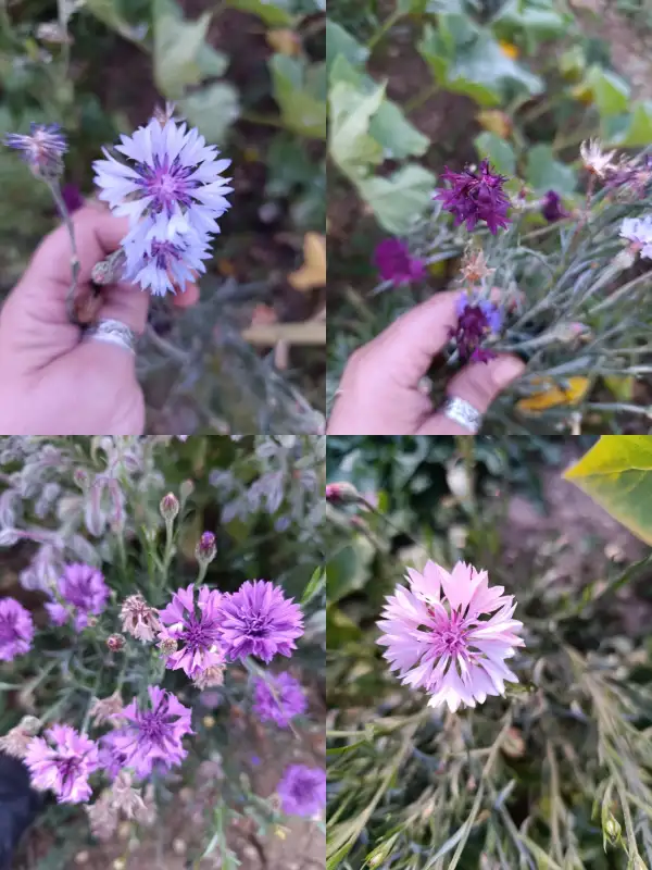 Blumen: Kornblumen Mischung