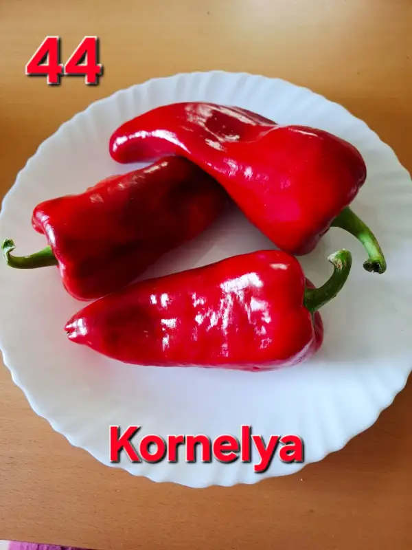 Chili / Paprika: Kornelya