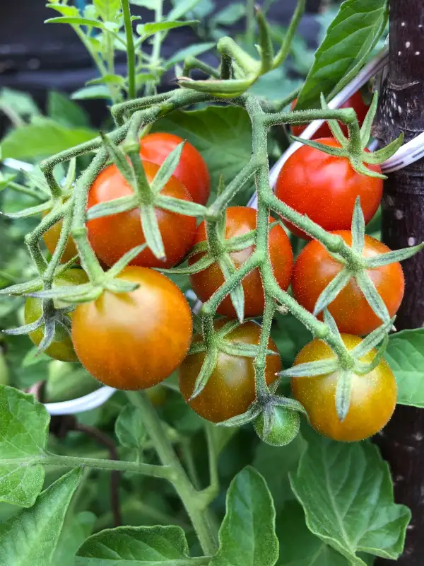 Tomaten: Korney‘s Jelly Bean
