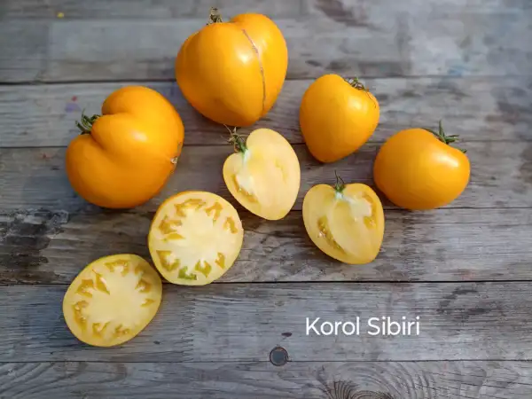 Tomaten: Korol Sibiri