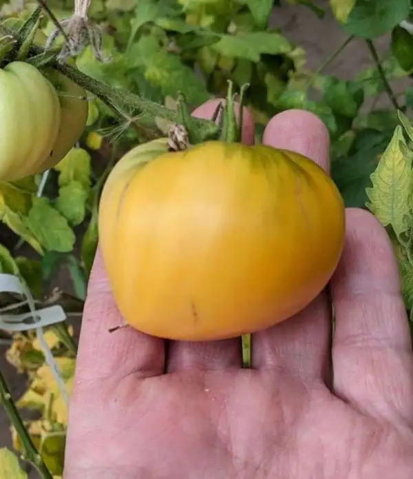 Tomaten: Korol Sibiri