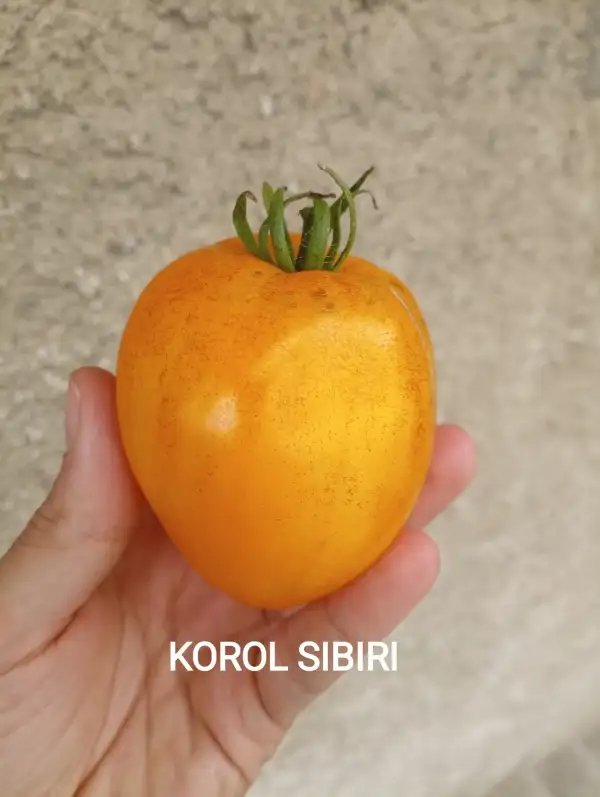 Tomaten: Korol Sibiri